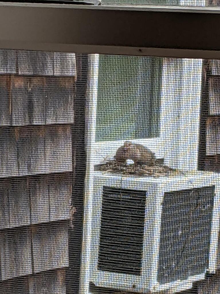 No description provided for: /2022/04-06/0426-dove-nest/photo02.html