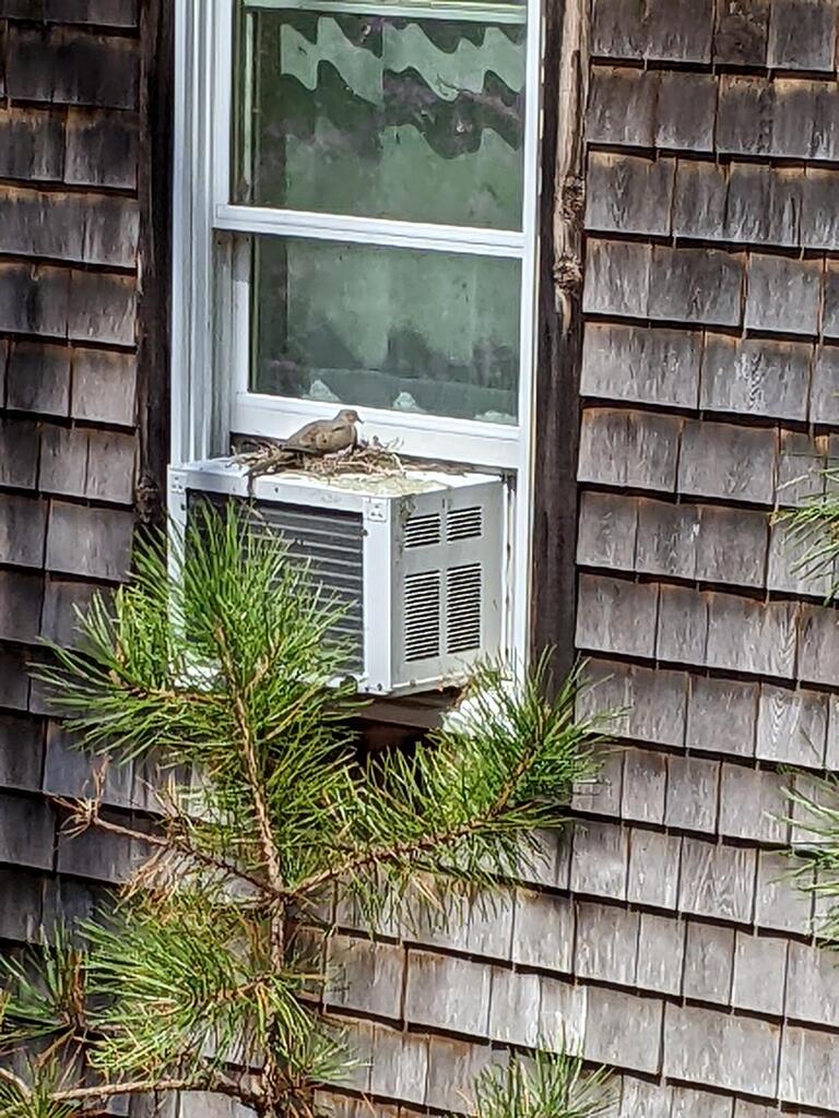 No description provided for: /2022/04-06/0427-dove-nest/photo01.html