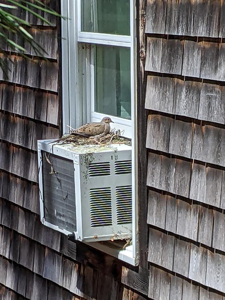 No description provided for: /2022/04-06/0427-dove-nest/photo02.html