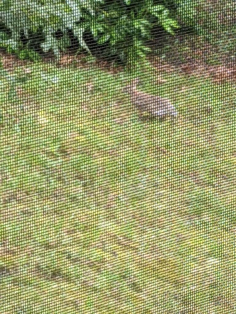 No description provided for: /2022/04-06/0619-rabbit/photo01.html