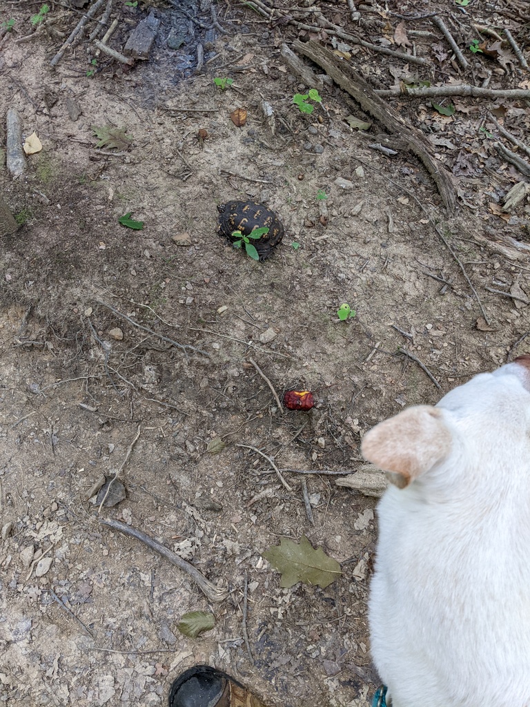 No description provided for: /2022/07-09/0727-cromwell-turtle/photo01.html