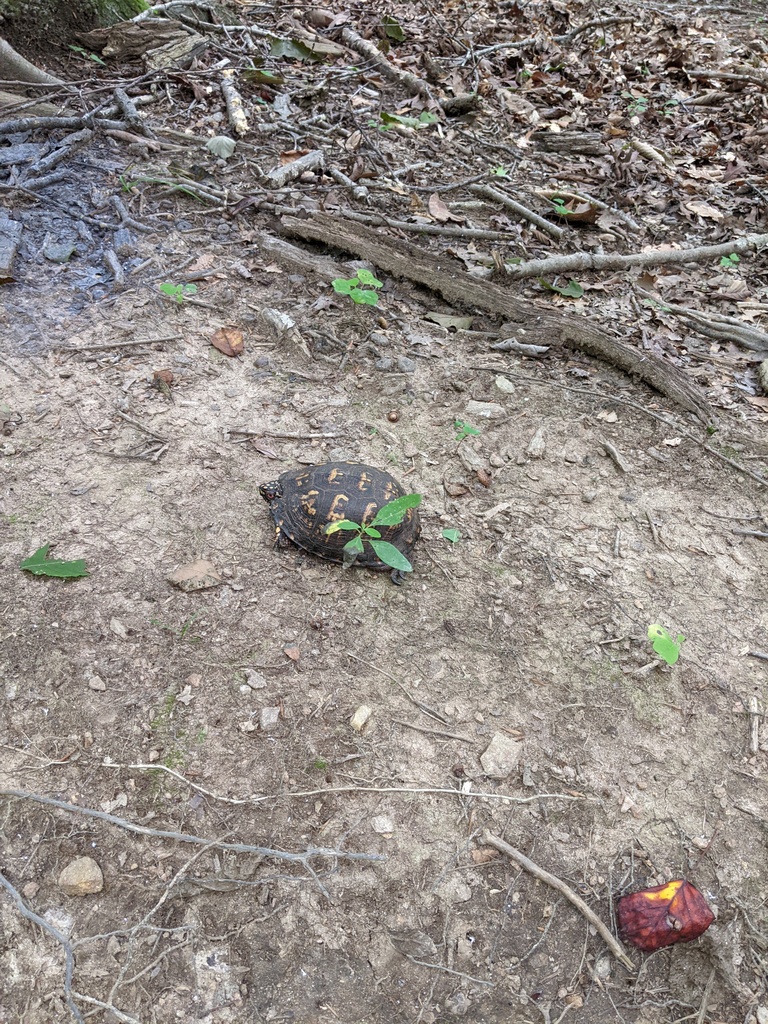 No description provided for: /2022/07-09/0727-cromwell-turtle/photo02.html