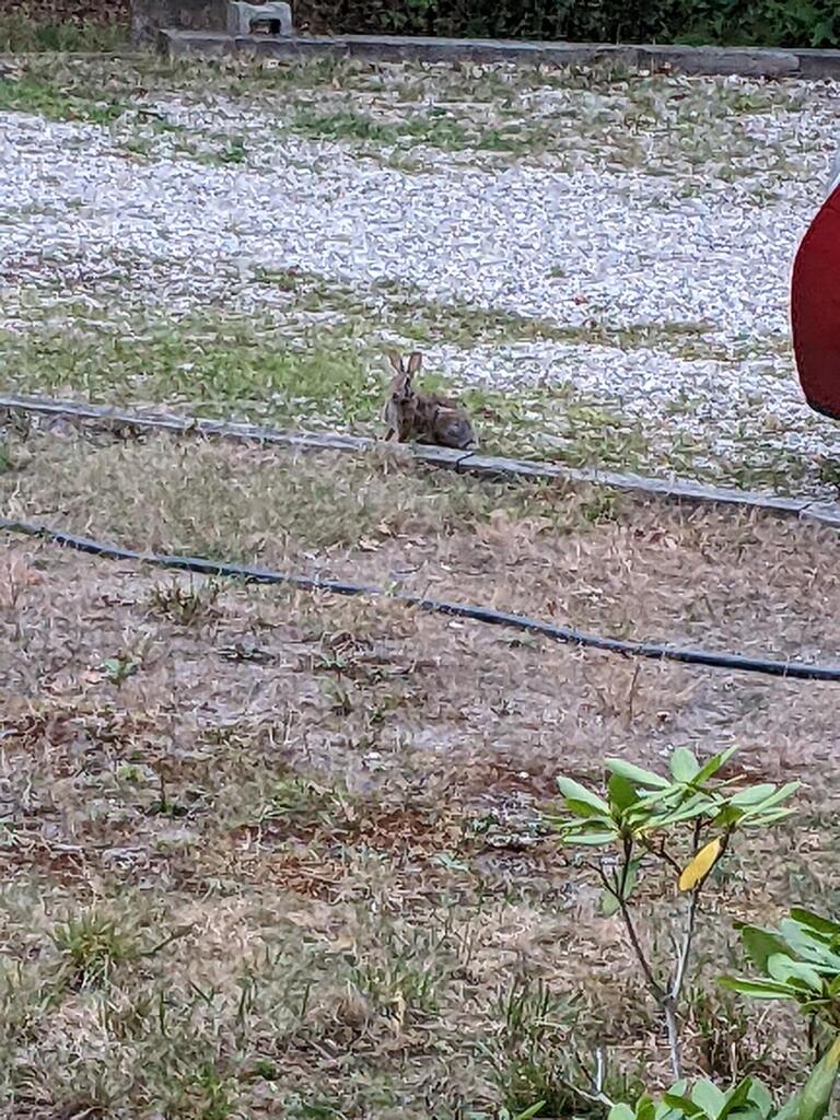 No description provided for: /2022/07-09/0917-rabbit/photo01.html