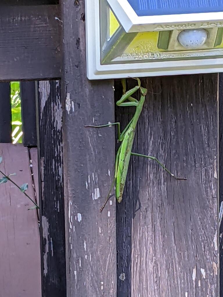 No description provided for: /2022/07-09/0927-praying-mantis/photo01.html