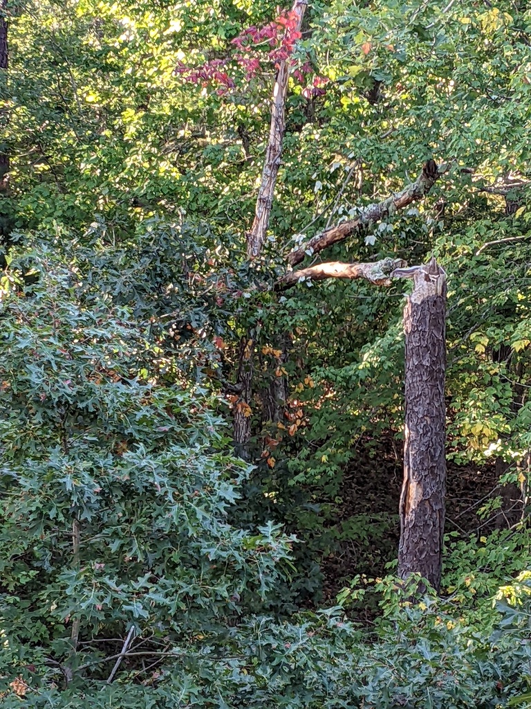 No description provided for: /2022/10-12/1007-dead-trees/photo01.html