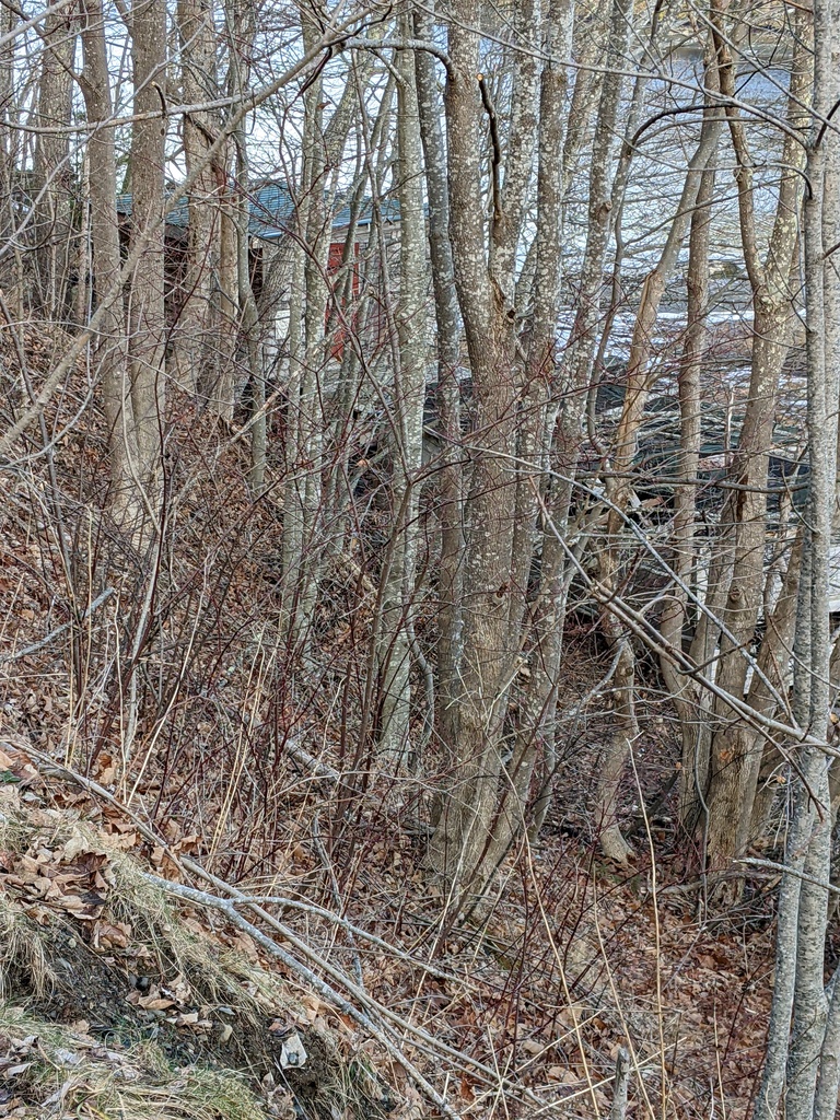 No description provided for: /2022/10-12/1230-belfast-trail/photo03.html