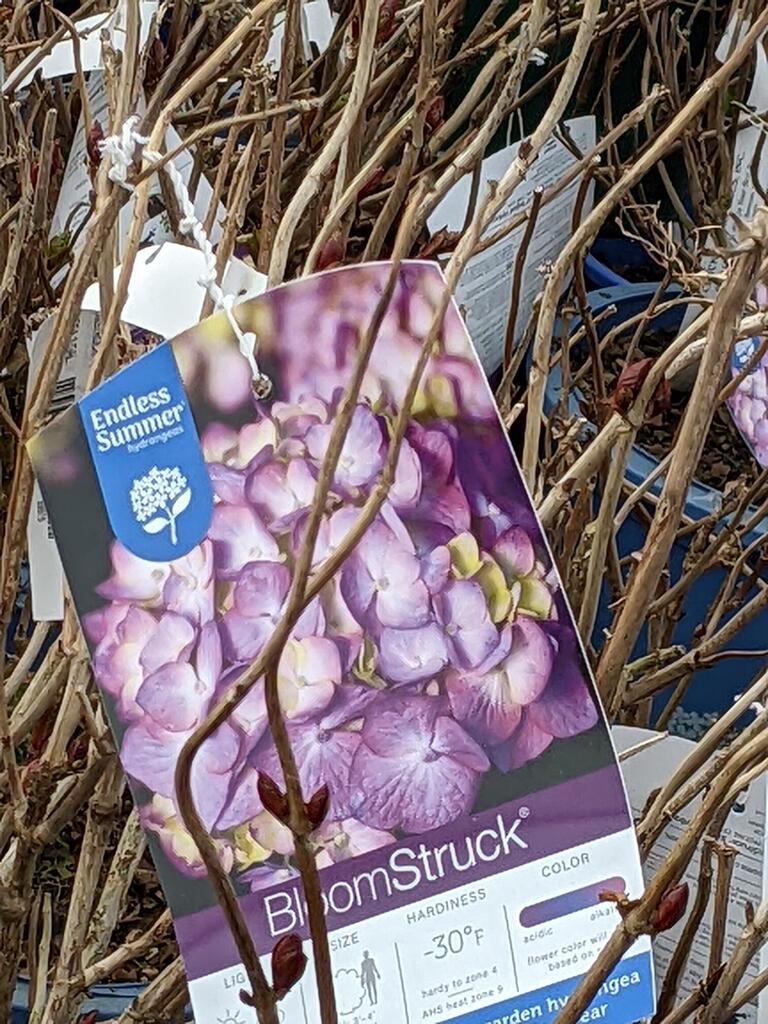 No description provided for: /2023/01-03/0322-rhodie-shopping/photo03.html