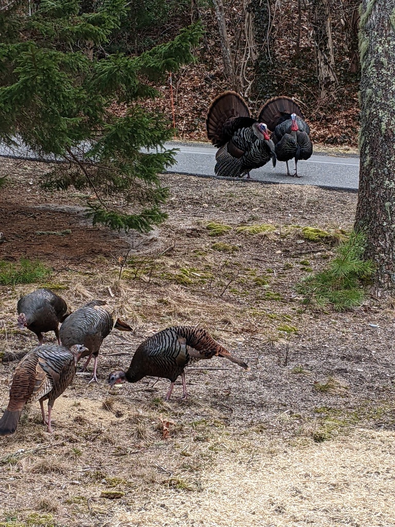 No description provided for: /2023/01-03/0322-turkeys/photo01.html