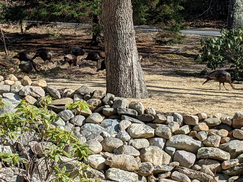 No description provided for: /2023/01-03/0322-turkeys/photo02.html