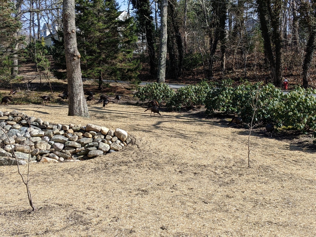 No description provided for: /2023/01-03/0322-turkeys/photo03.html