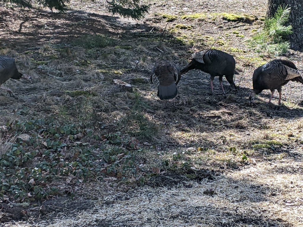 No description provided for: /2023/01-03/0327-turkeys/photo01.html