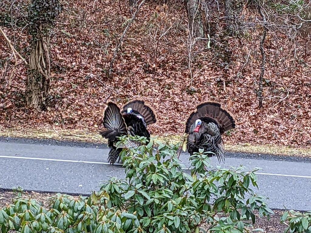 No description provided for: /2023/01-03/0328-turkey-toms/photo02.html