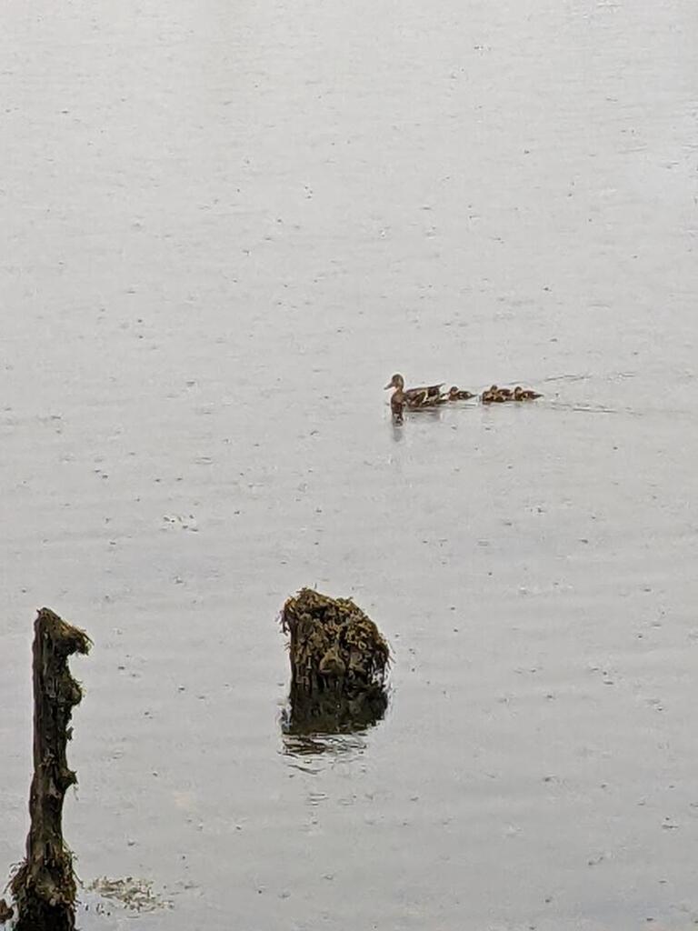 No description provided for: /2023/04-06/0604-belfast-ducks/photo01.html