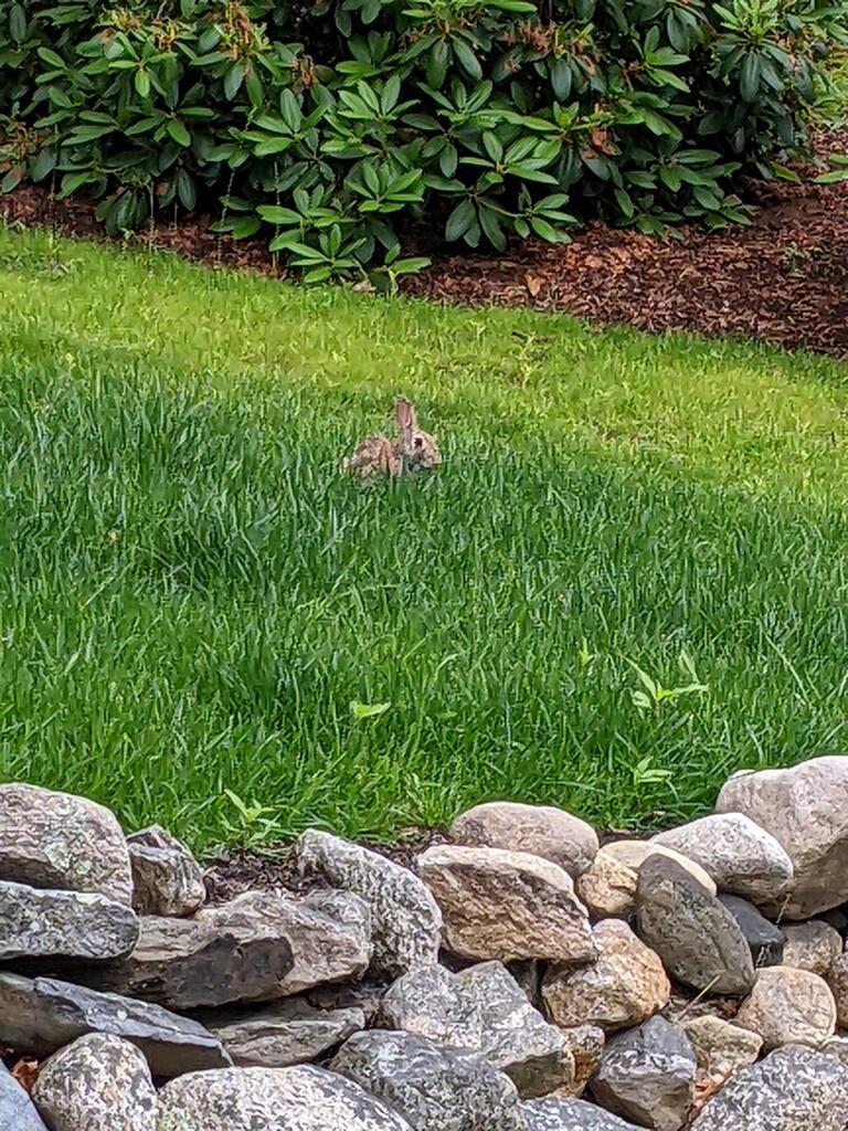 No description provided for: /2023/04-06/0628-46lake-bunny/photo02.html