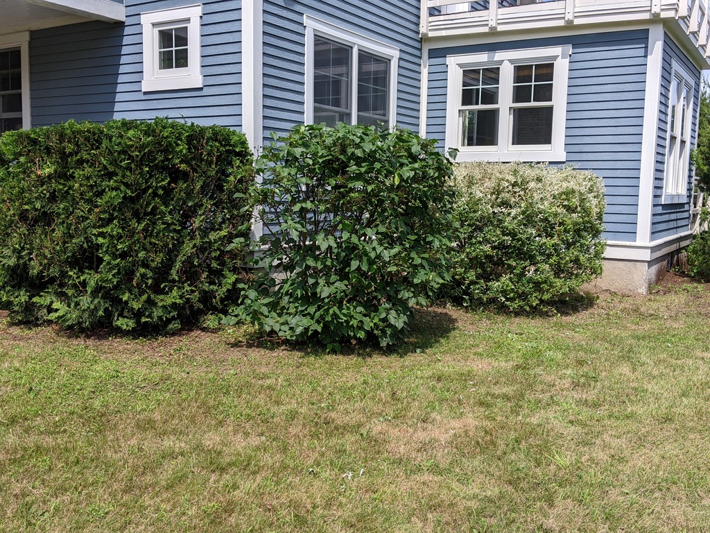 No description provided for: /2023/07-09/0709-bush-trimming/photo04.html