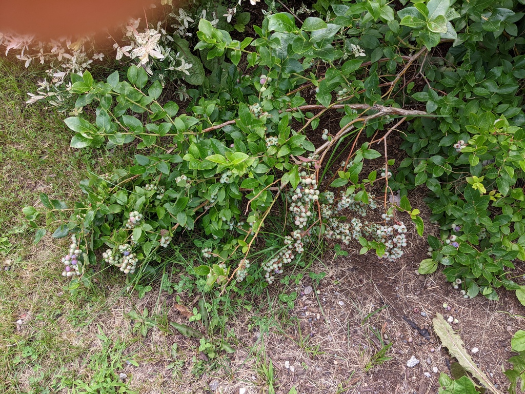 No description provided for: /2023/07-09/0719-blueberries/photo01.html