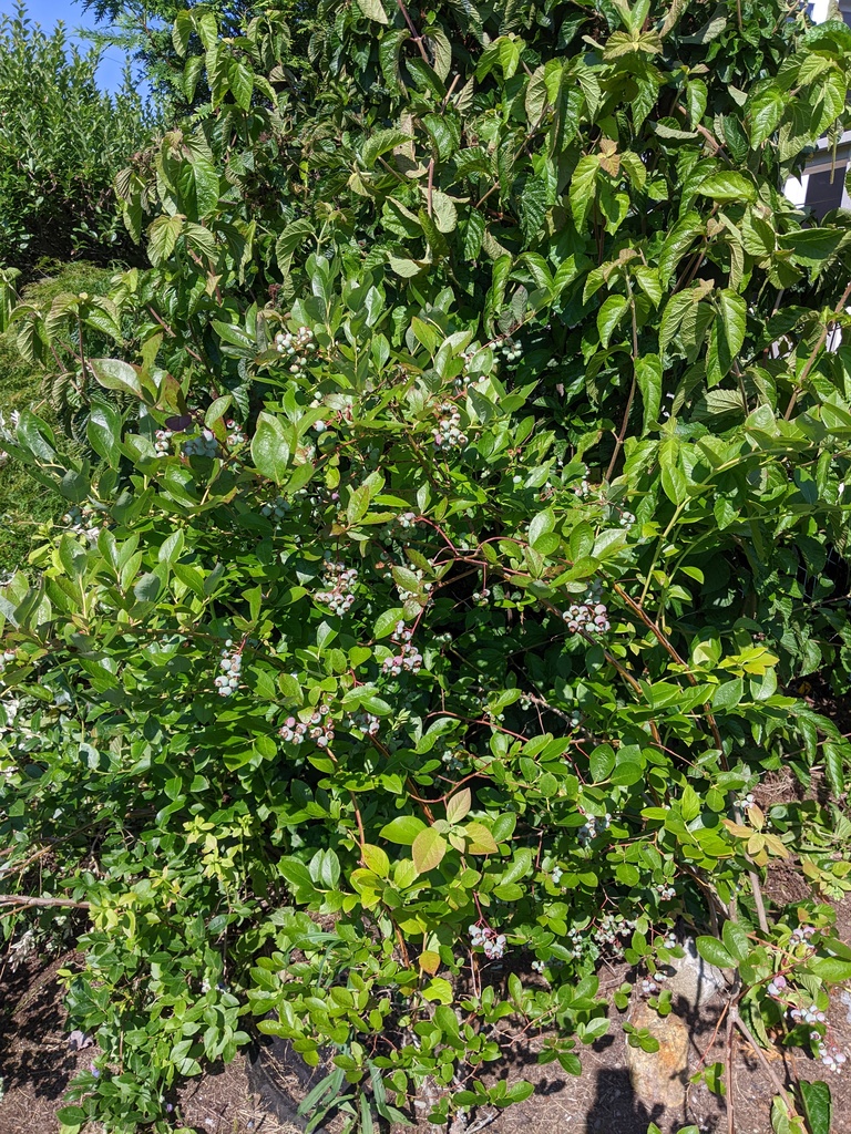 No description provided for: /2023/07-09/0720-plants/photo01.html