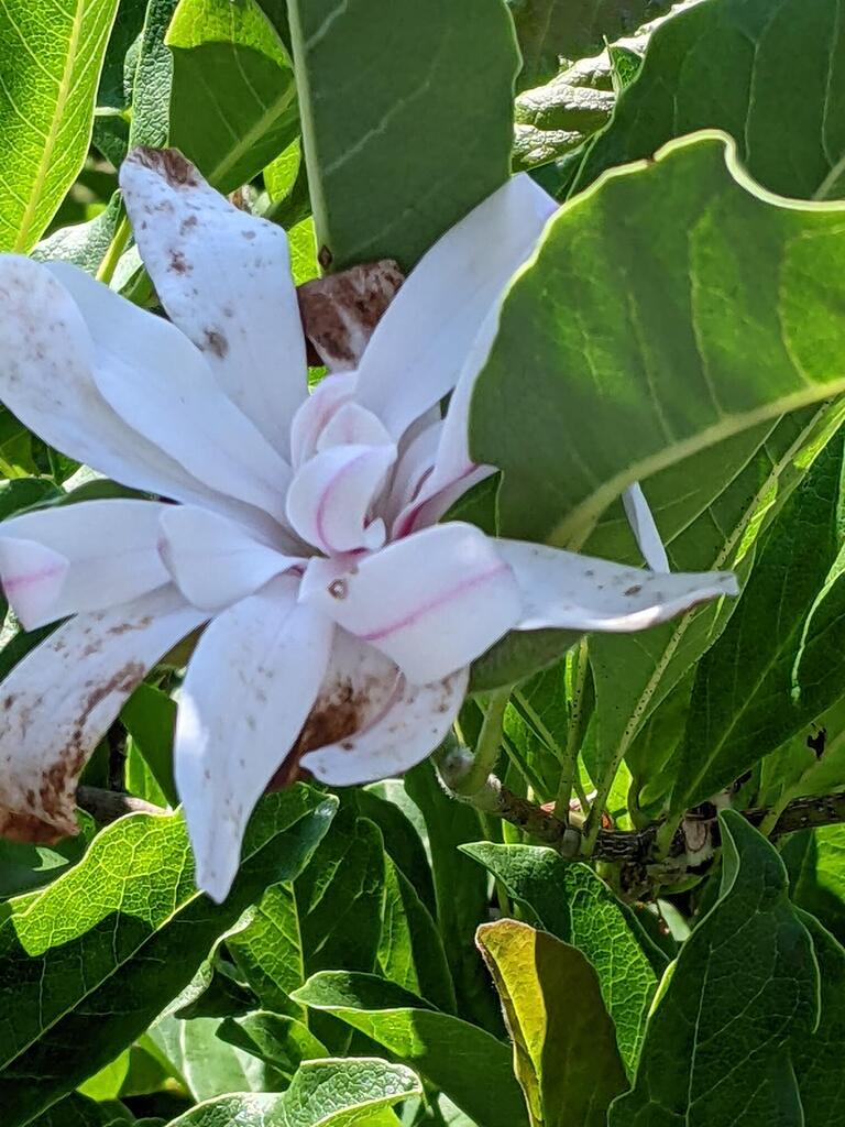 No description provided for: /2023/07-09/0729-magnolia/photo01.html