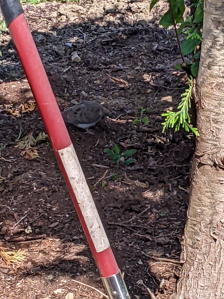 No description provided for: /2023/07-09/0806-tame-doves/photo01.html