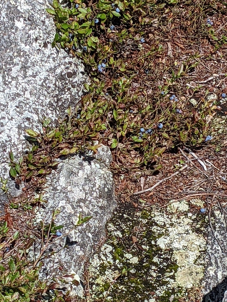 No description provided for: /2023/07-09/0819-bald-mountain/photo08.html