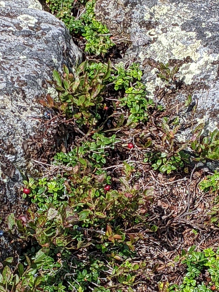 No description provided for: /2023/07-09/0819-bald-mountain/photo09.html