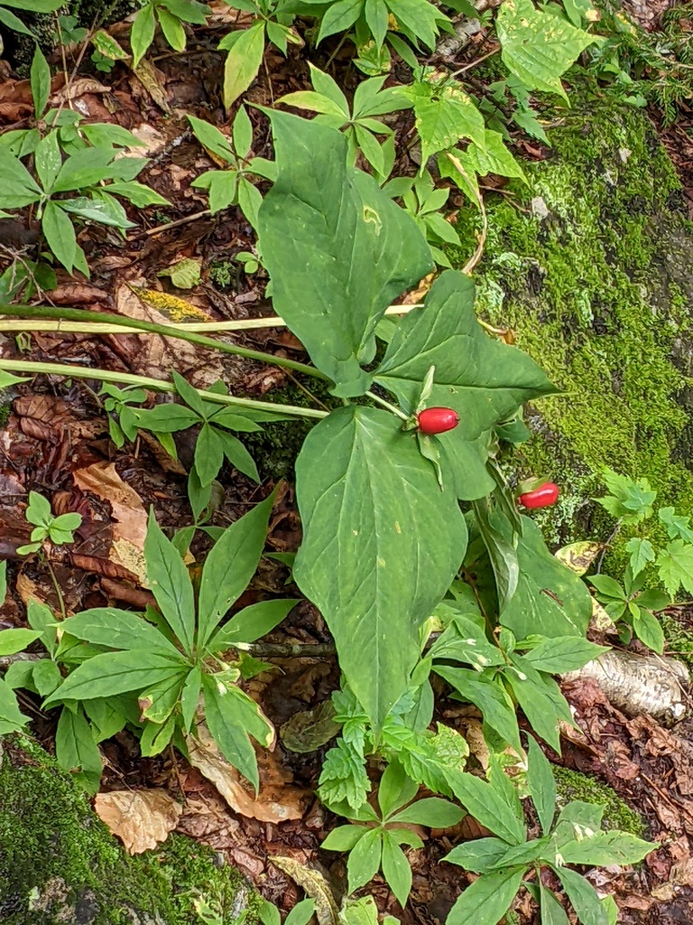 No description provided for: /2023/07-09/0819-bald-mountain/photo13.html