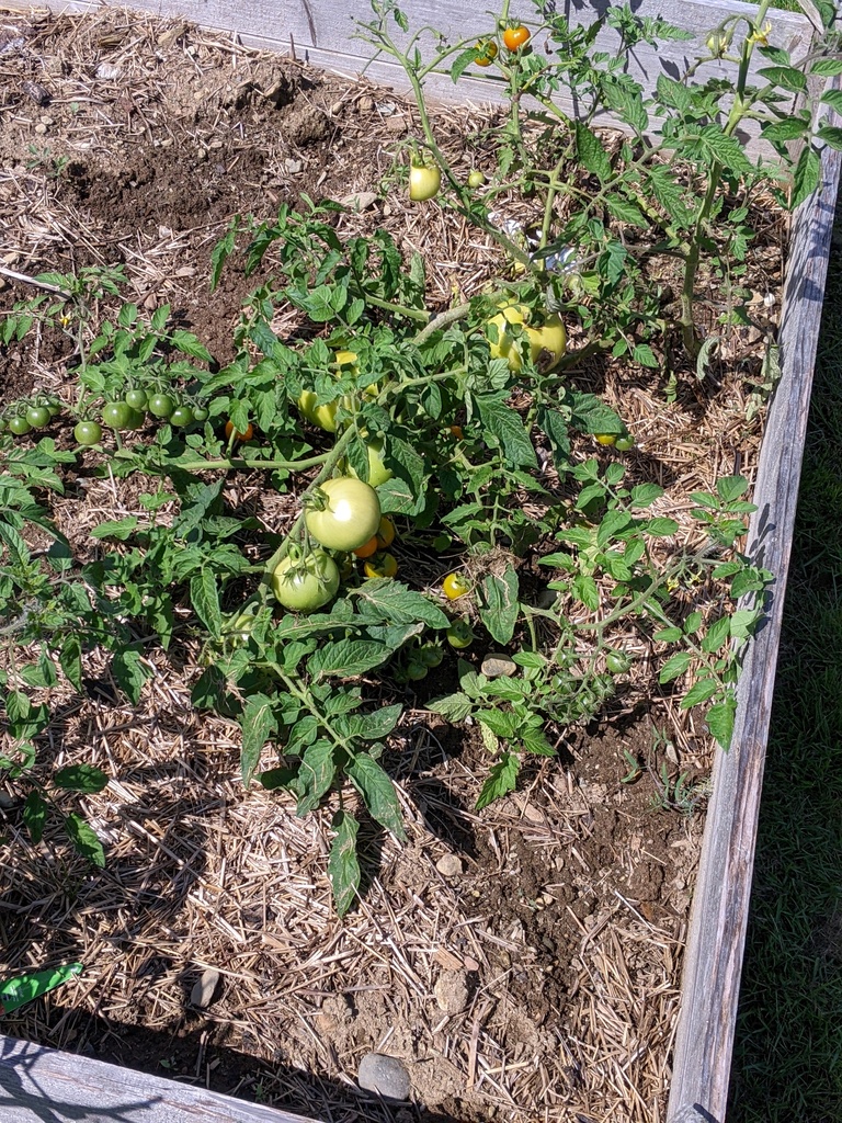 No description provided for: /2023/07-09/0827-tomatoes/photo01.html