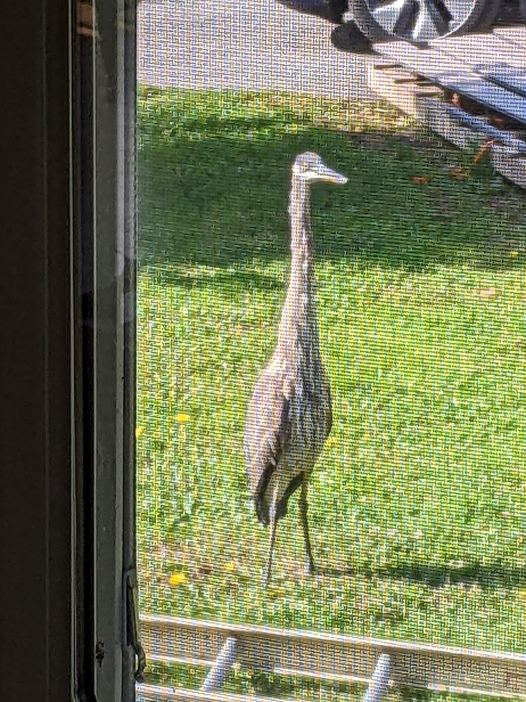 No description provided for: /2023/07-09/0926-heron/photo01.html