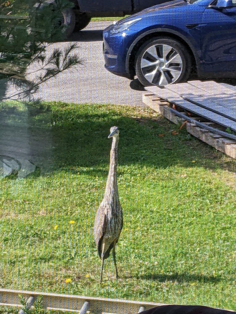 No description provided for: /2023/07-09/0926-heron/photo02.html