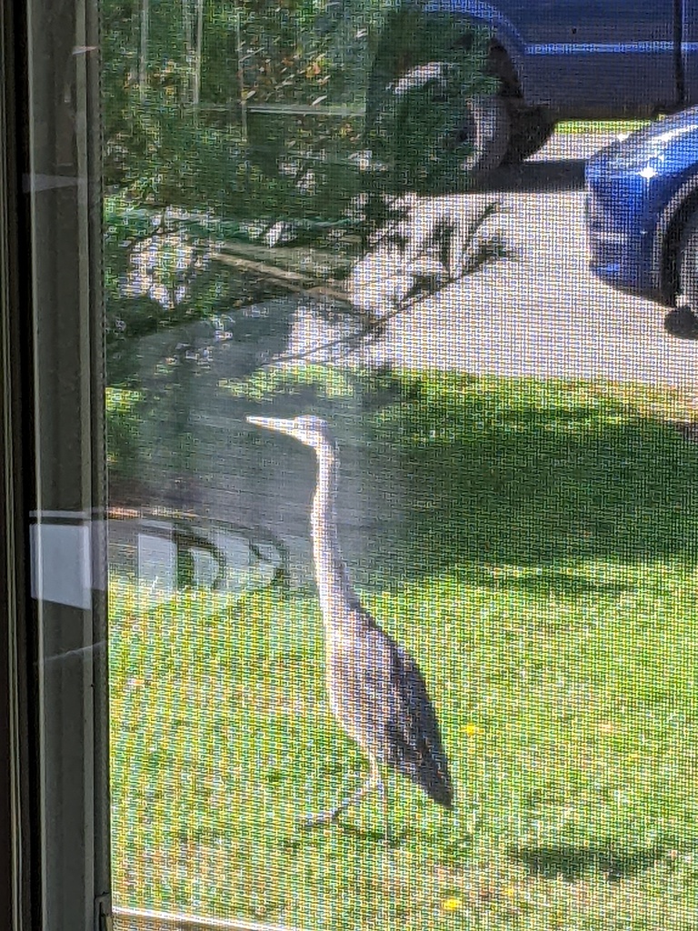 No description provided for: /2023/07-09/0926-heron/photo03.html