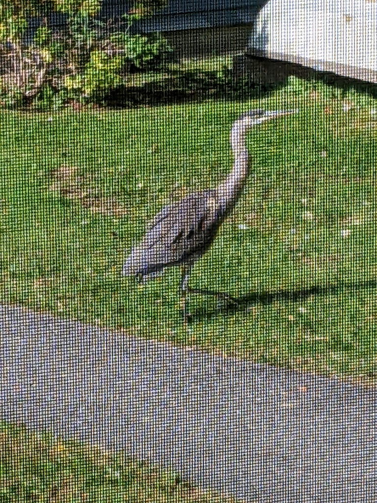 No description provided for: /2023/07-09/0926-heron/photo04.html