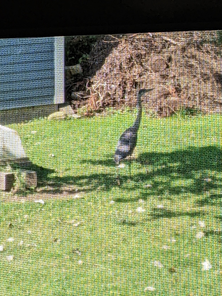 No description provided for: /2023/07-09/0926-heron/photo05.html