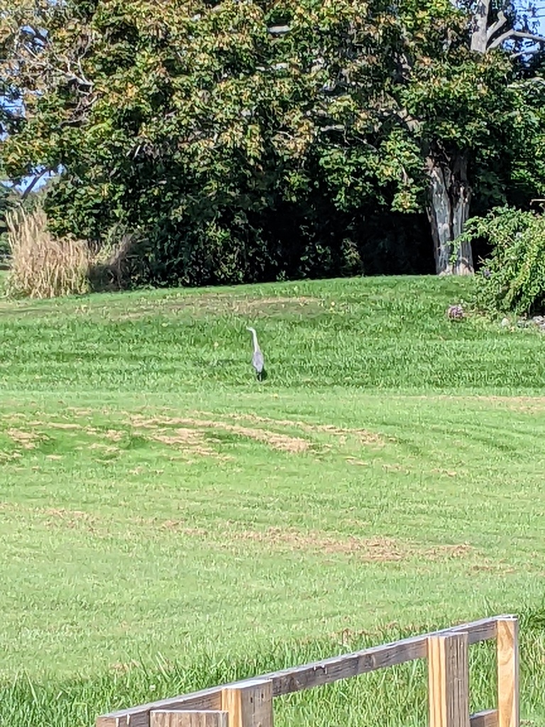 No description provided for: /2023/07-09/0926-heron/photo06.html