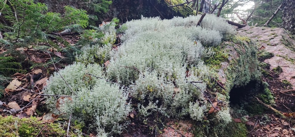 No description provided for: /2023/10-12/1009-kat-penobscot-mt/_2/photo35.html