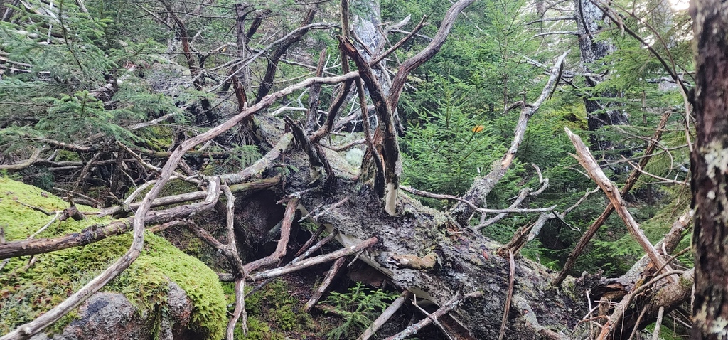 No description provided for: /2023/10-12/1009-kat-penobscot-mt/_2/photo37.html