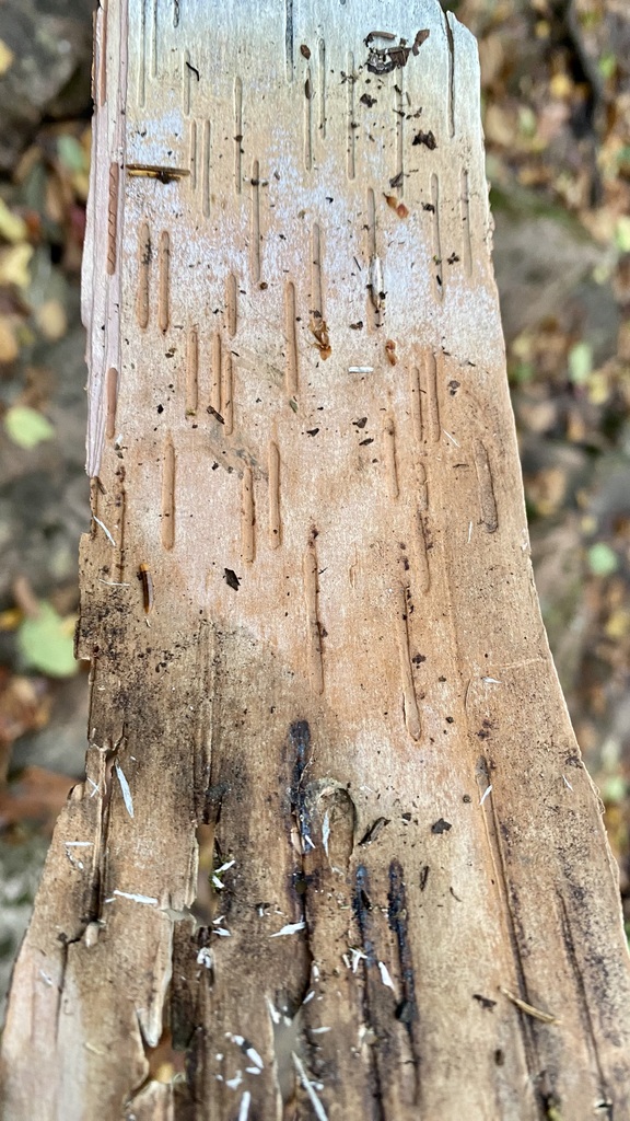 No description provided for: /2023/10-12/1009-kat-penobscot-mt/_2/photo38.html