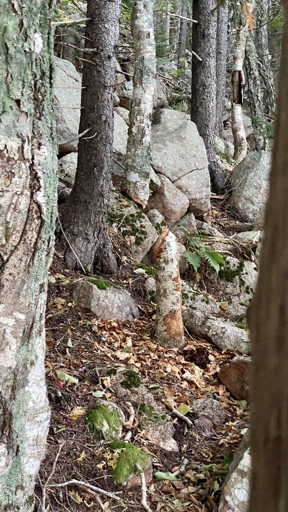 No description provided for: /2023/10-12/1009-kat-penobscot-mt/_3/photo48.html