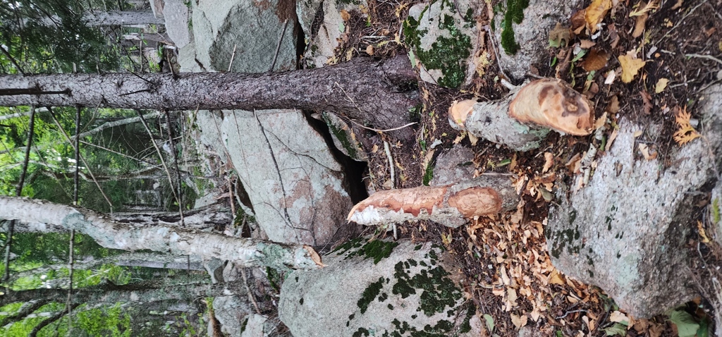 No description provided for: /2023/10-12/1009-kat-penobscot-mt/_3/photo49.html