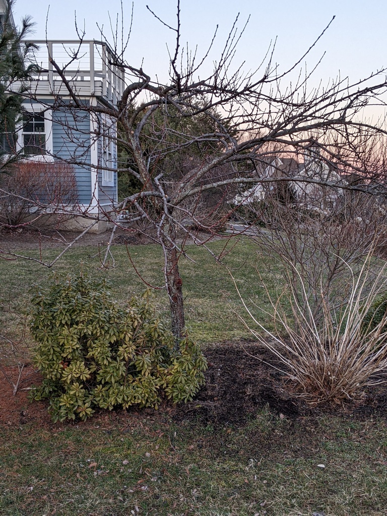 No description provided for: /2024/01-03/0330-peach-tree/photo01.html