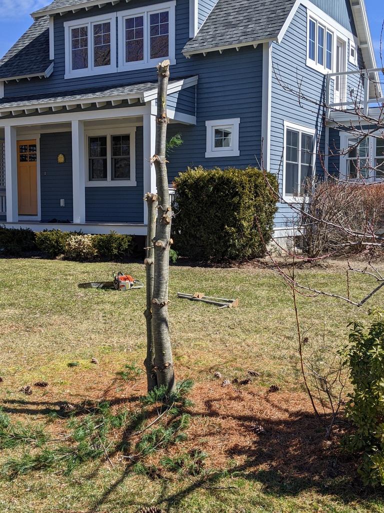 No description provided for: /2024/04-06/0401-naked-pine/photo01.html