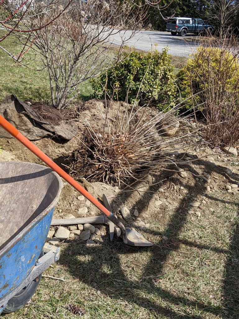 No description provided for: /2024/04-06/0402-hydrangea-move/photo01.html