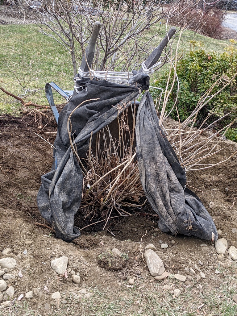 No description provided for: /2024/04-06/0403-hydrangea-move/photo02.html