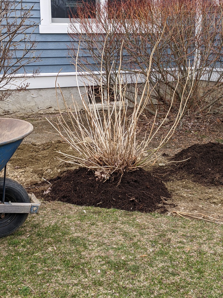 No description provided for: /2024/04-06/0403-hydrangea-move/photo06.html