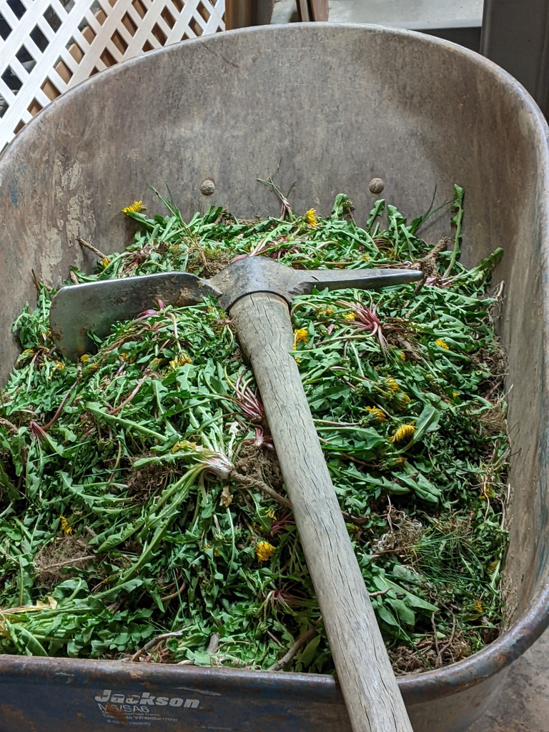 No description provided for: /2024/04-06/0408-dandelion-haul/photo01.html