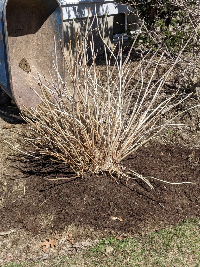 No description provided for: /2024/04-06/0409-hydrangea-move/photo01.html