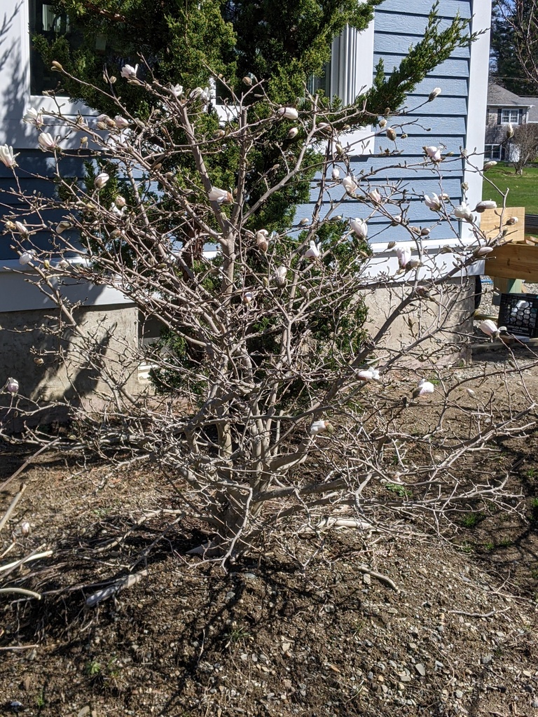 No description provided for: /2024/04-06/0421-magnolia/photo01.html