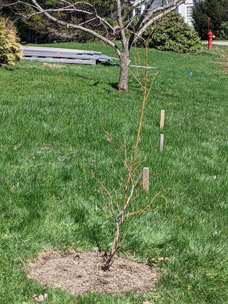 No description provided for: /2024/04-06/0423-more-transplant/photo02.html