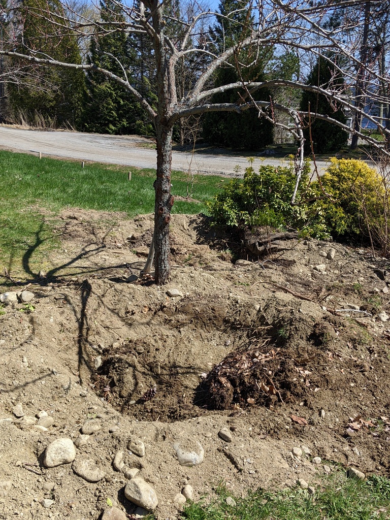 No description provided for: /2024/04-06/0423-more-transplant/photo03.html