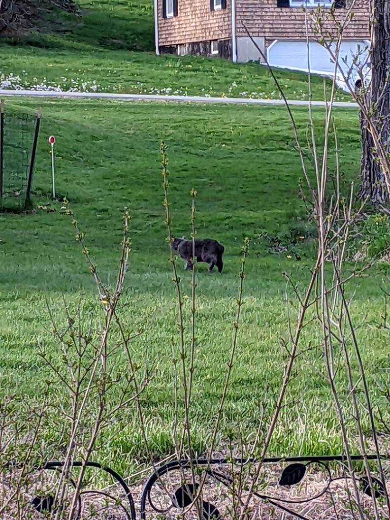 No description provided for: /2024/04-06/0503-neighbor-cat/photo02.html