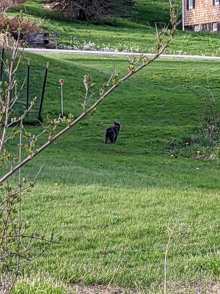 No description provided for: /2024/04-06/0503-neighbor-cat/photo03.html